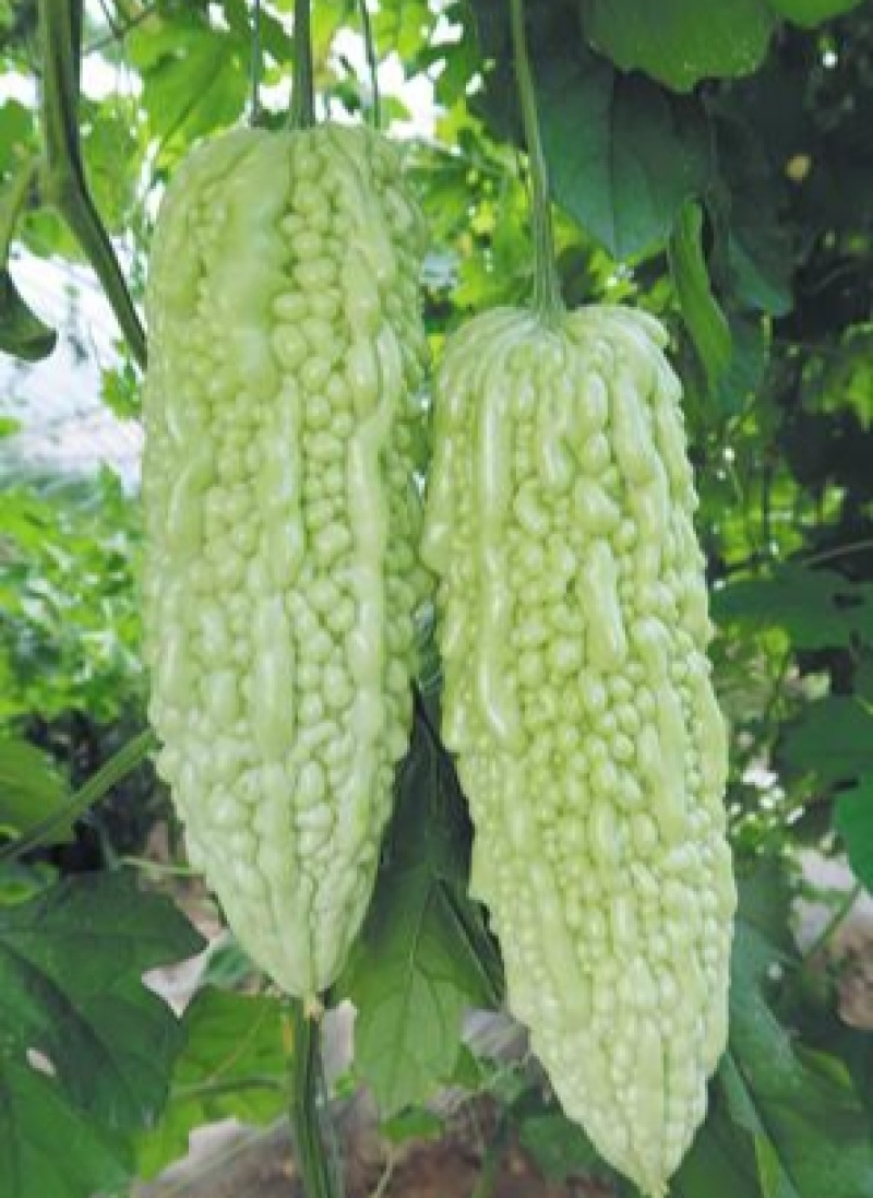 白玉苦瓜种子白色苦瓜凉瓜夏天清凉瓜果常见易种白皮苦瓜