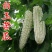 白玉苦瓜种子白色苦瓜凉瓜夏天清凉瓜果常见易种白皮苦瓜
