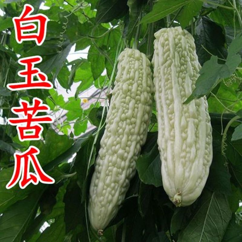 白玉苦瓜种子白色苦瓜凉瓜夏天清凉瓜果常见易种白皮苦瓜