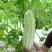 白玉苦瓜种子白色苦瓜凉瓜夏天清凉瓜果常见易种白皮苦瓜