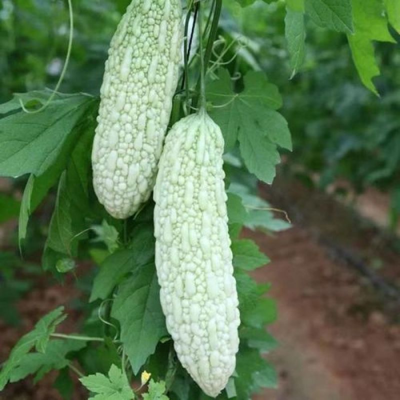 白玉苦瓜种子白色苦瓜凉瓜夏天清凉瓜果常见易种白皮苦瓜