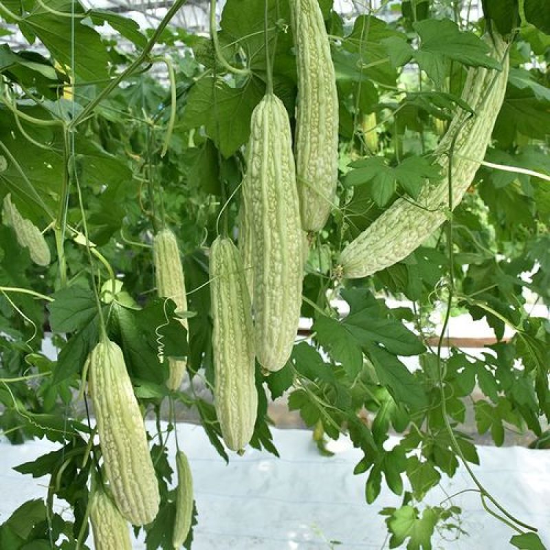 白玉苦瓜种子白色苦瓜凉瓜夏天清凉瓜果常见易种白皮苦瓜