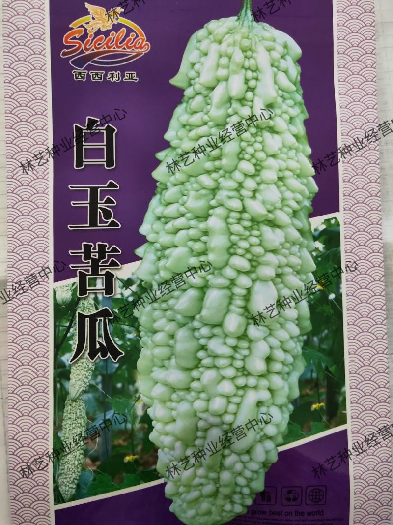 白玉苦瓜种子白色苦瓜凉瓜夏天清凉瓜果常见易种白皮苦瓜