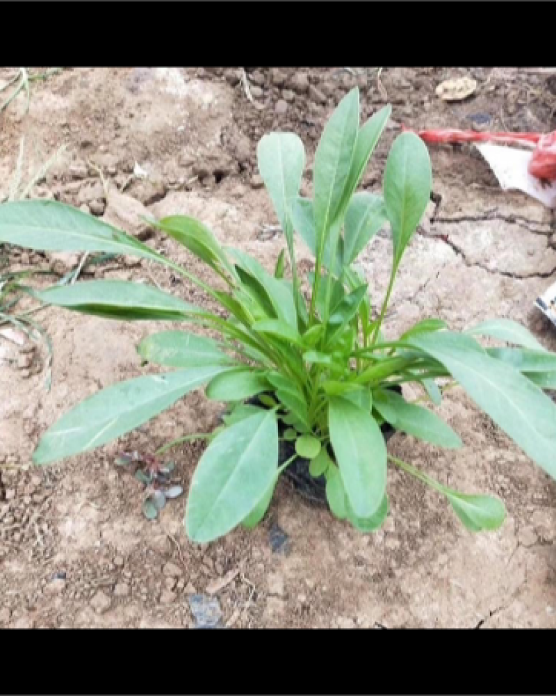 金鸡菊基地，一手货源，产地直发，量大质优，大量有货