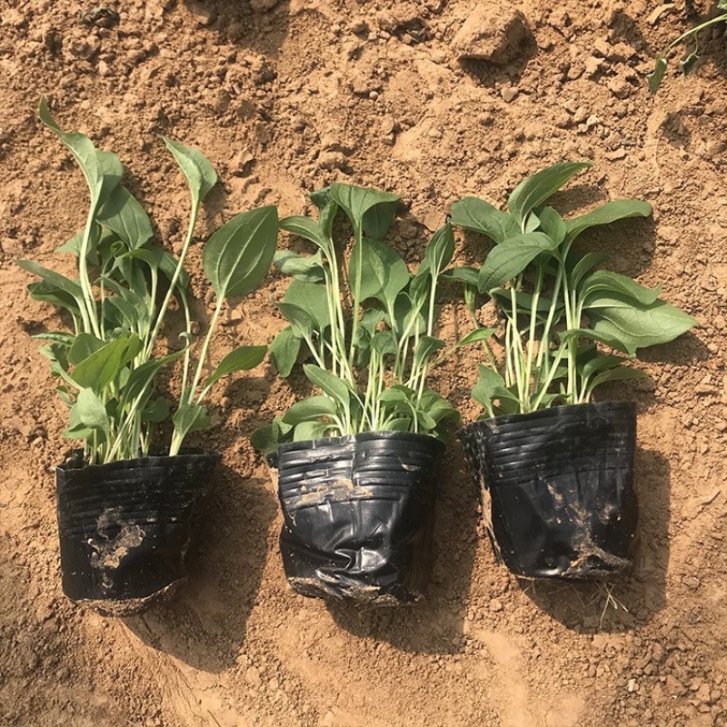 松果菊基地，一手货源，产地直发，大量供应