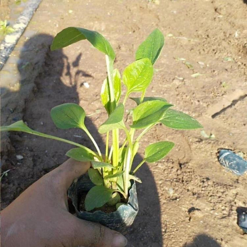 松果菊基地，一手货源，产地直发，大量供应