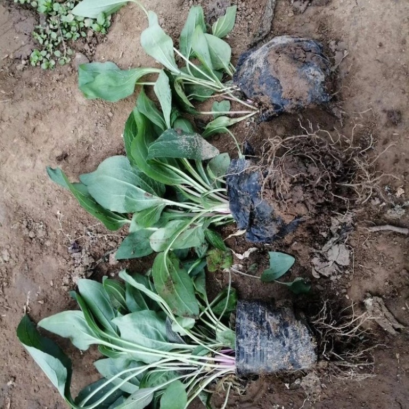 松果菊基地，一手货源，产地直发，大量供应