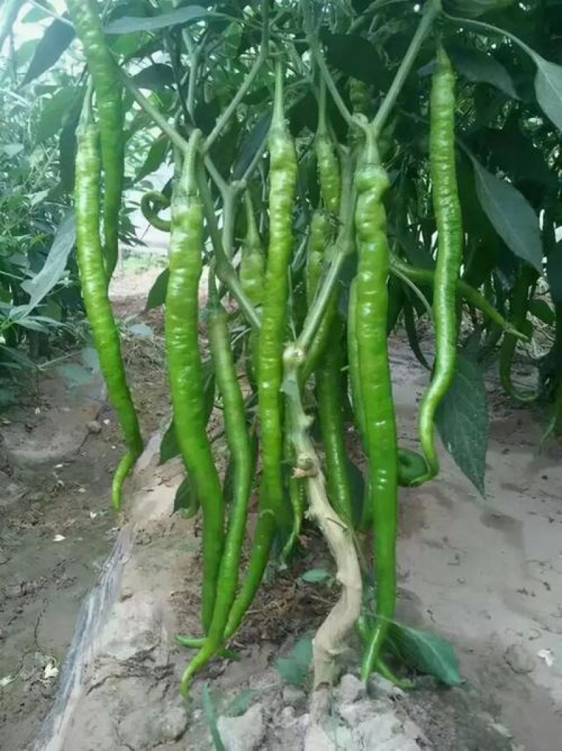 洛椒条椒90号长线椒种子辣味香浓皮薄高产光滑