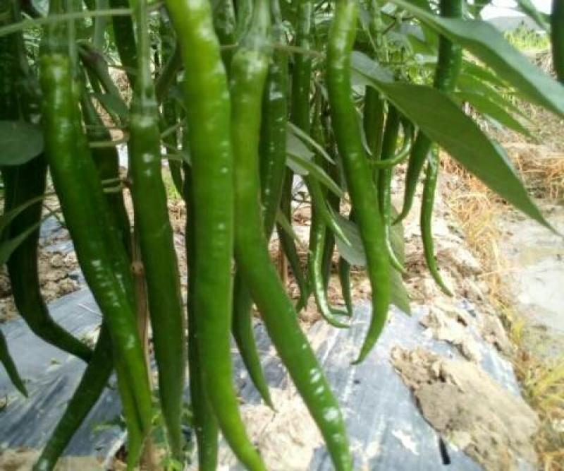 洛椒条椒90号长线椒种子辣味香浓皮薄高产光滑