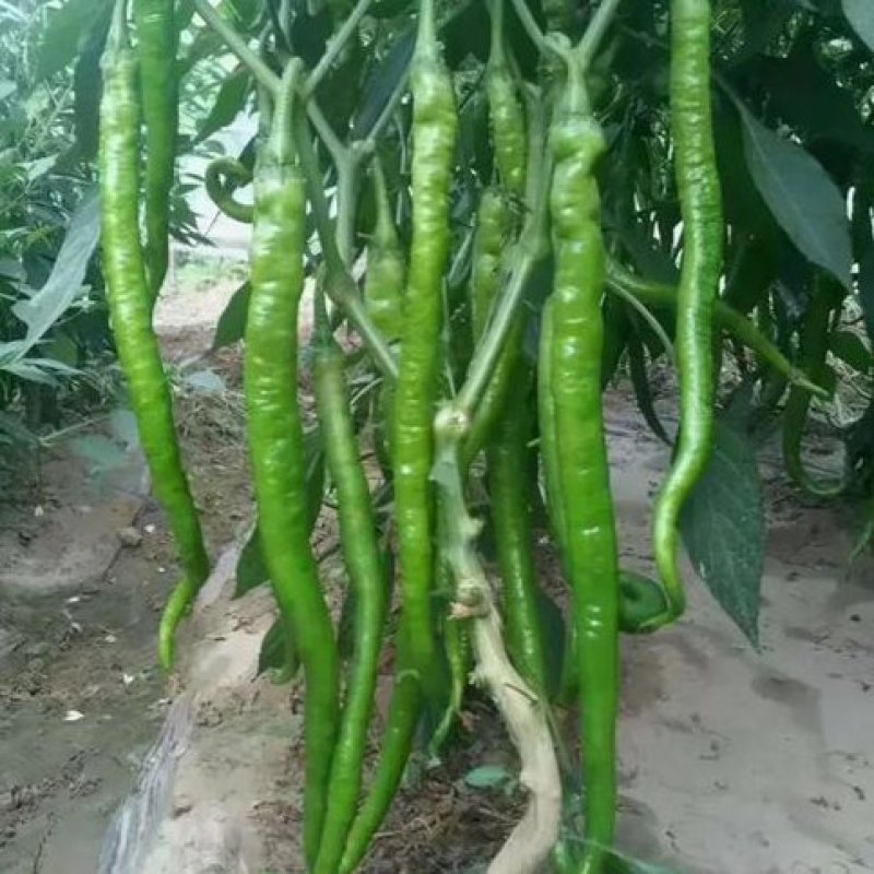 洛椒条椒90号长线椒种子辣味香浓皮薄高产光滑