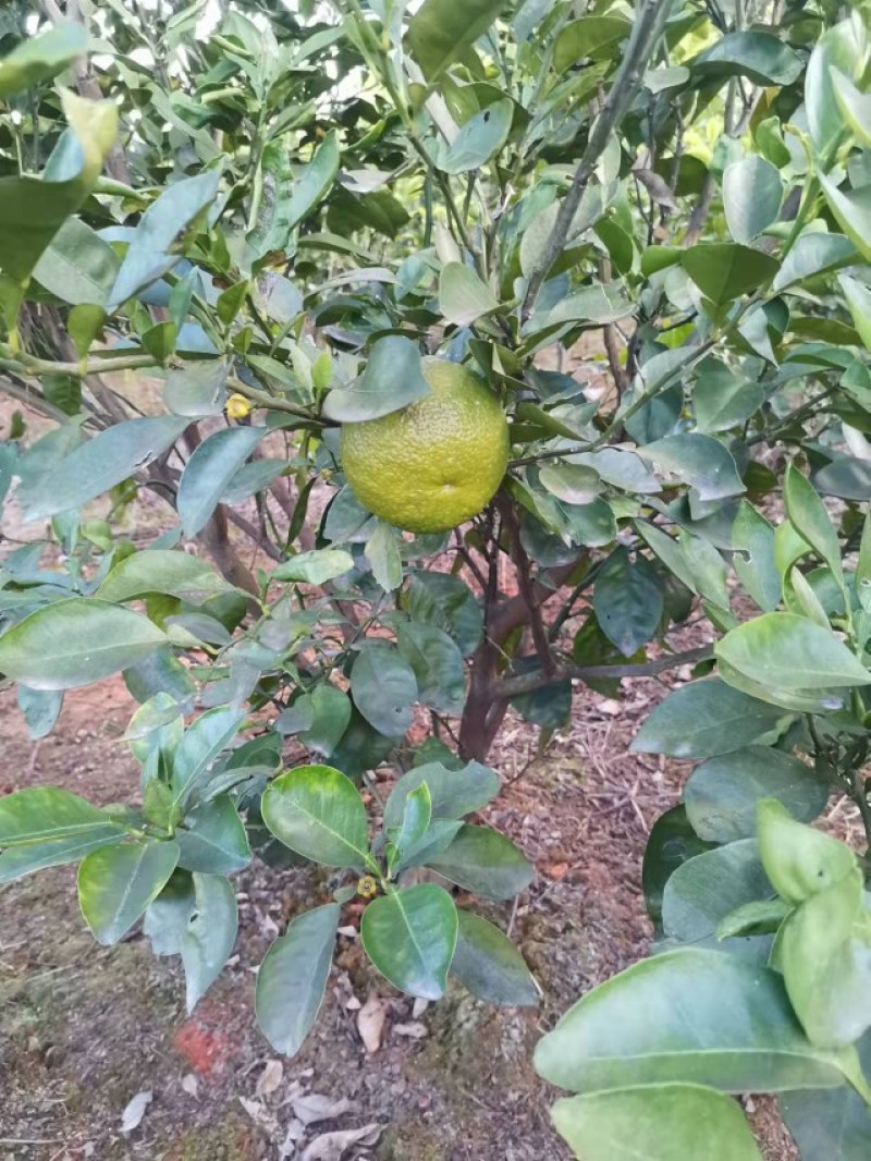 商州枳壳，代代果，药用枳壳苗，良种枳壳苗