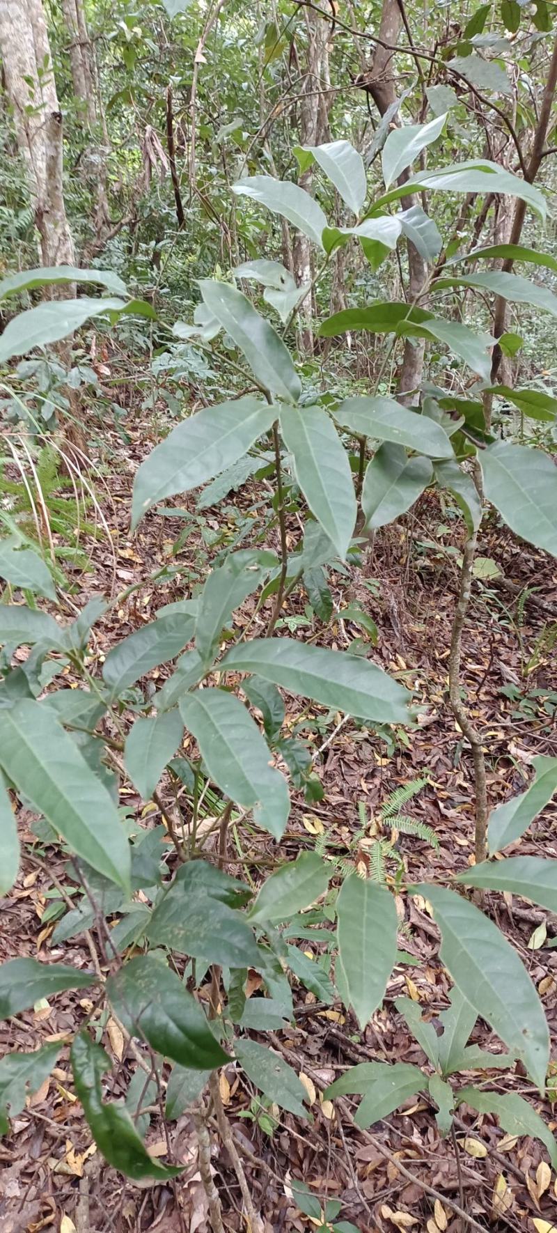 黄杞，黄榉，土厚朴的皮叶，需要的客户，下单现采。