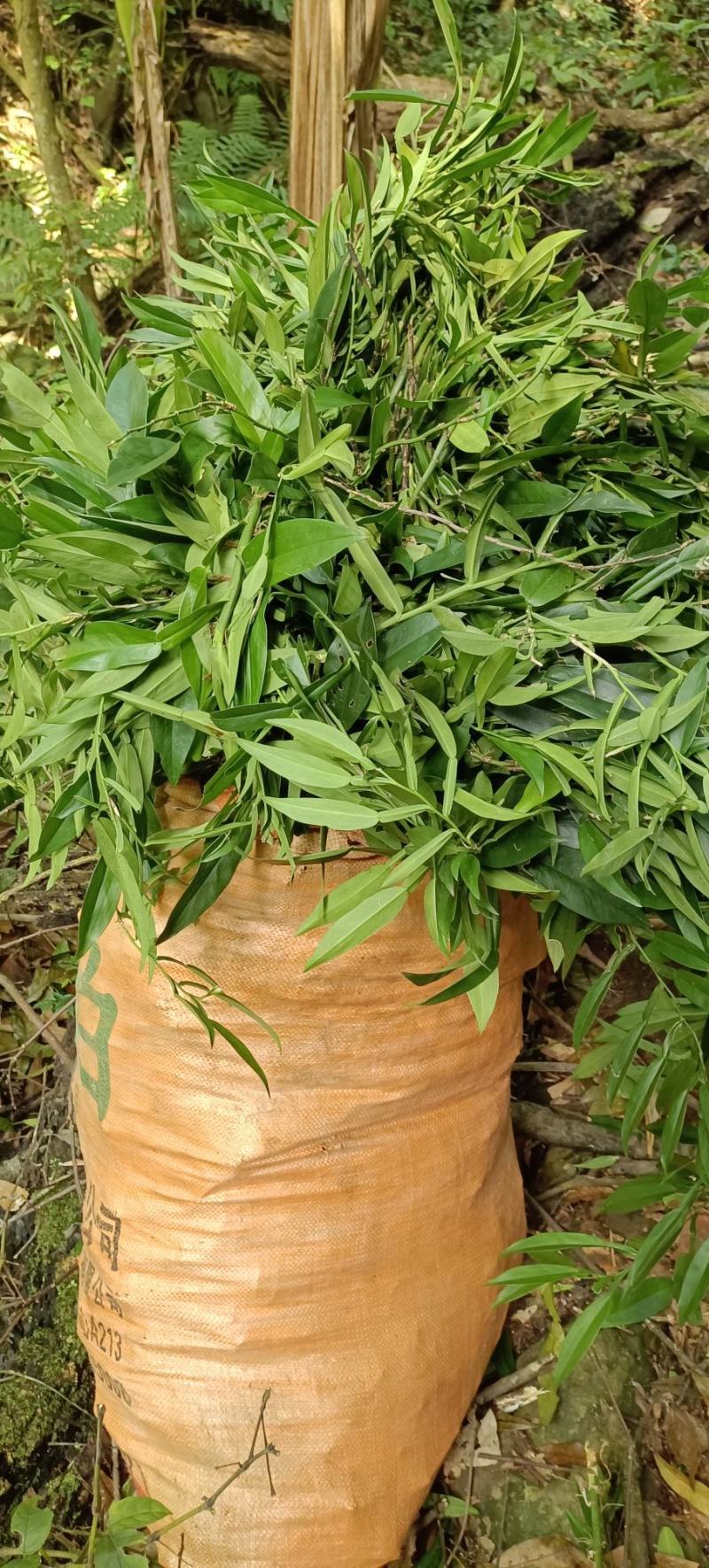 野生的鲜货石柑子，有需要的联系。
