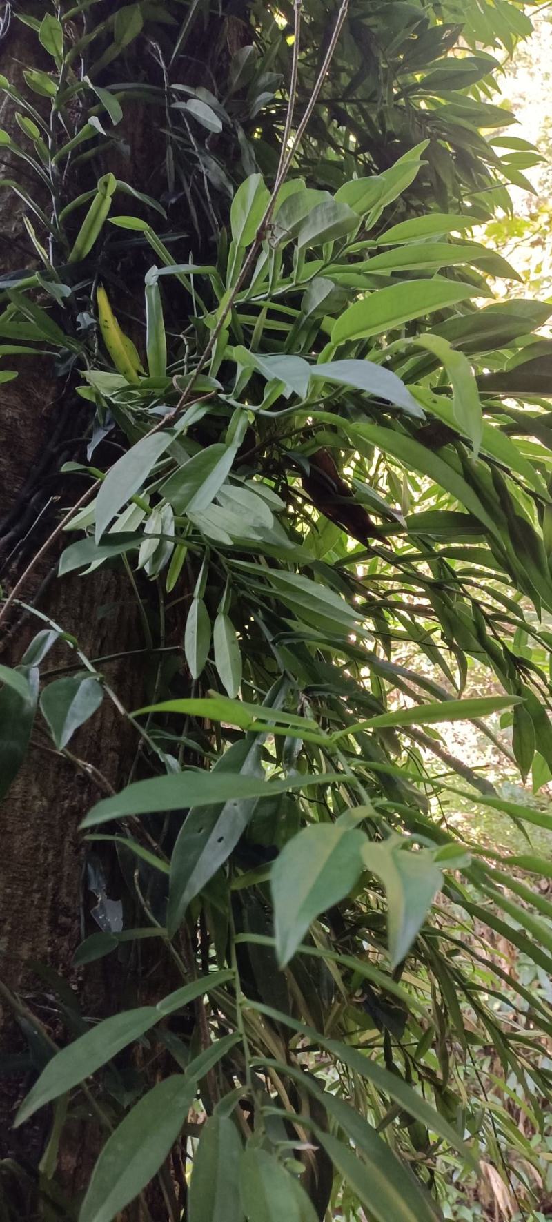 野生的鲜货石柑子，有需要的联系。