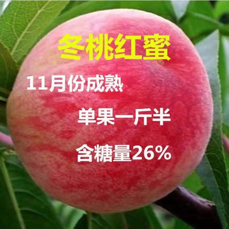 桃树苗新品种黄金蜜四号水蜜桃锦绣黄桃蟠桃包成活基地直发