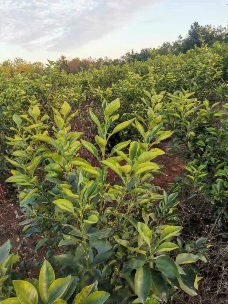 商州枳壳，代代果，药用枳壳苗，良种枳壳苗