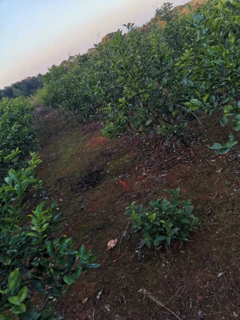 商州枳壳，代代果，药用枳壳苗，良种枳壳苗