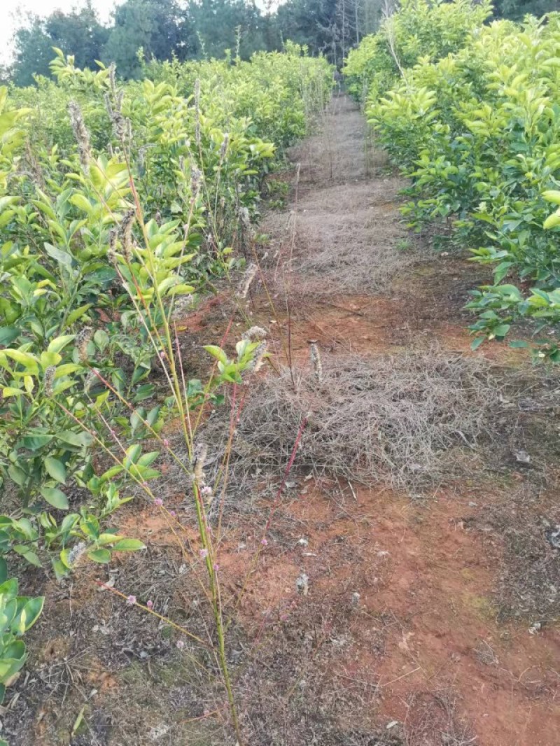 商州枳壳，代代果，药用枳壳苗，良种枳壳苗