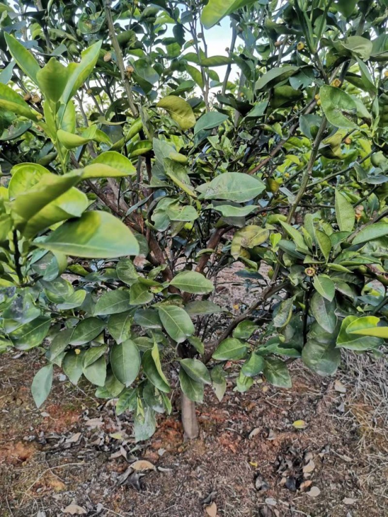 商州枳壳，代代果，药用枳壳苗，良种枳壳苗