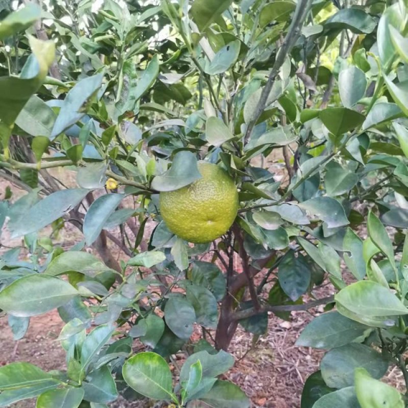 商州枳壳，代代果，药用枳壳苗，良种枳壳苗
