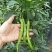 洛椒条椒49号长线椒种子辣味香浓皮薄高产光滑