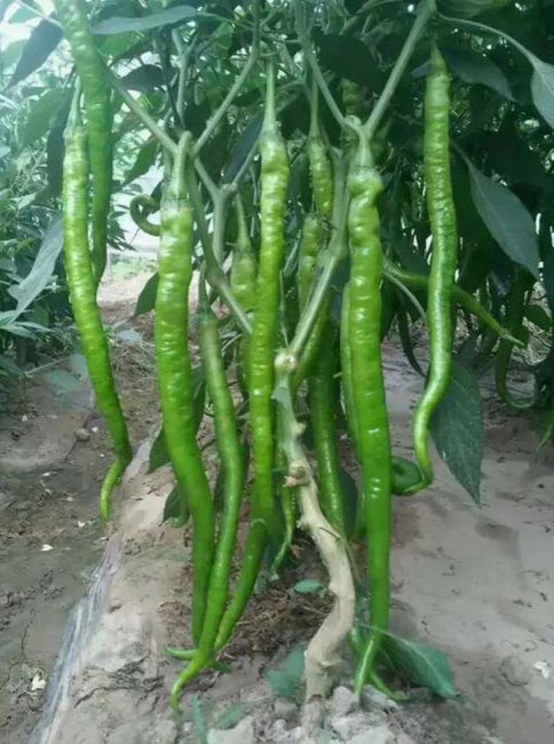 洛椒条椒49号长线椒种子辣味香浓皮薄高产光滑