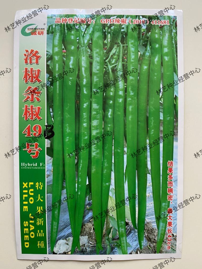 洛椒条椒49号长线椒种子辣味香浓皮薄高产光滑