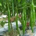 农家自种二荆条线椒现摘新鲜蔬菜青椒薄皮青线椒辣椒泡椒，