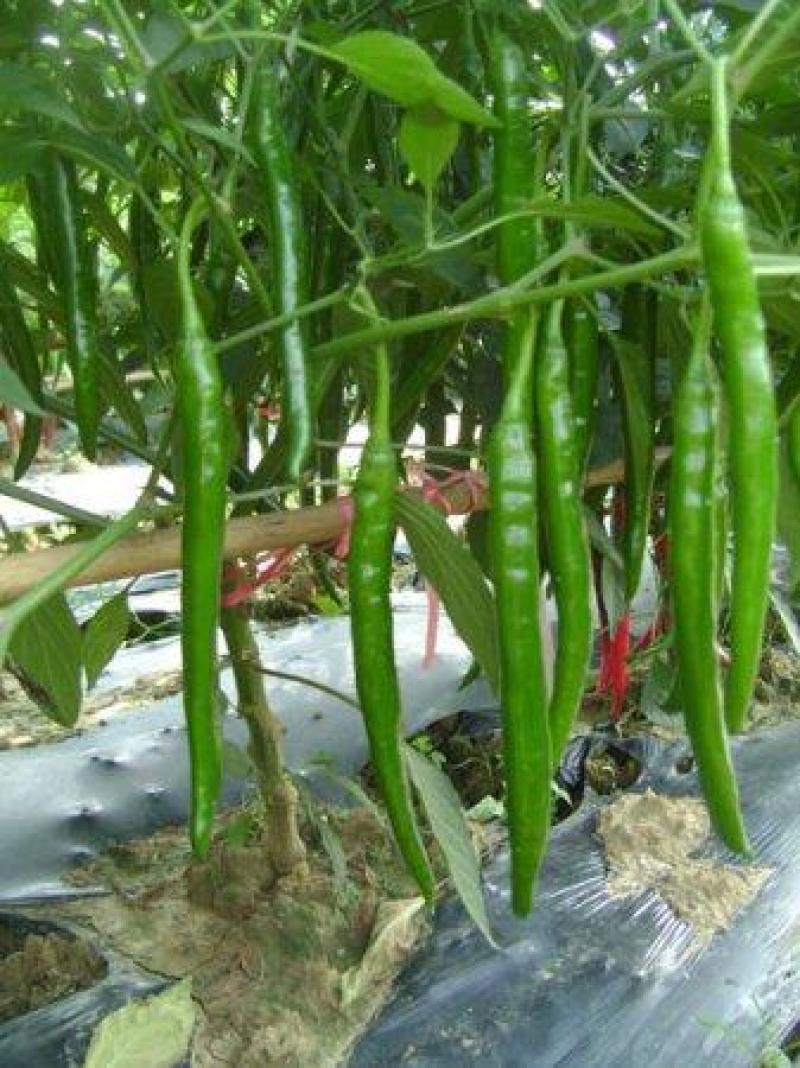农家自种二荆条线椒现摘新鲜蔬菜青椒薄皮青线椒辣椒泡椒，