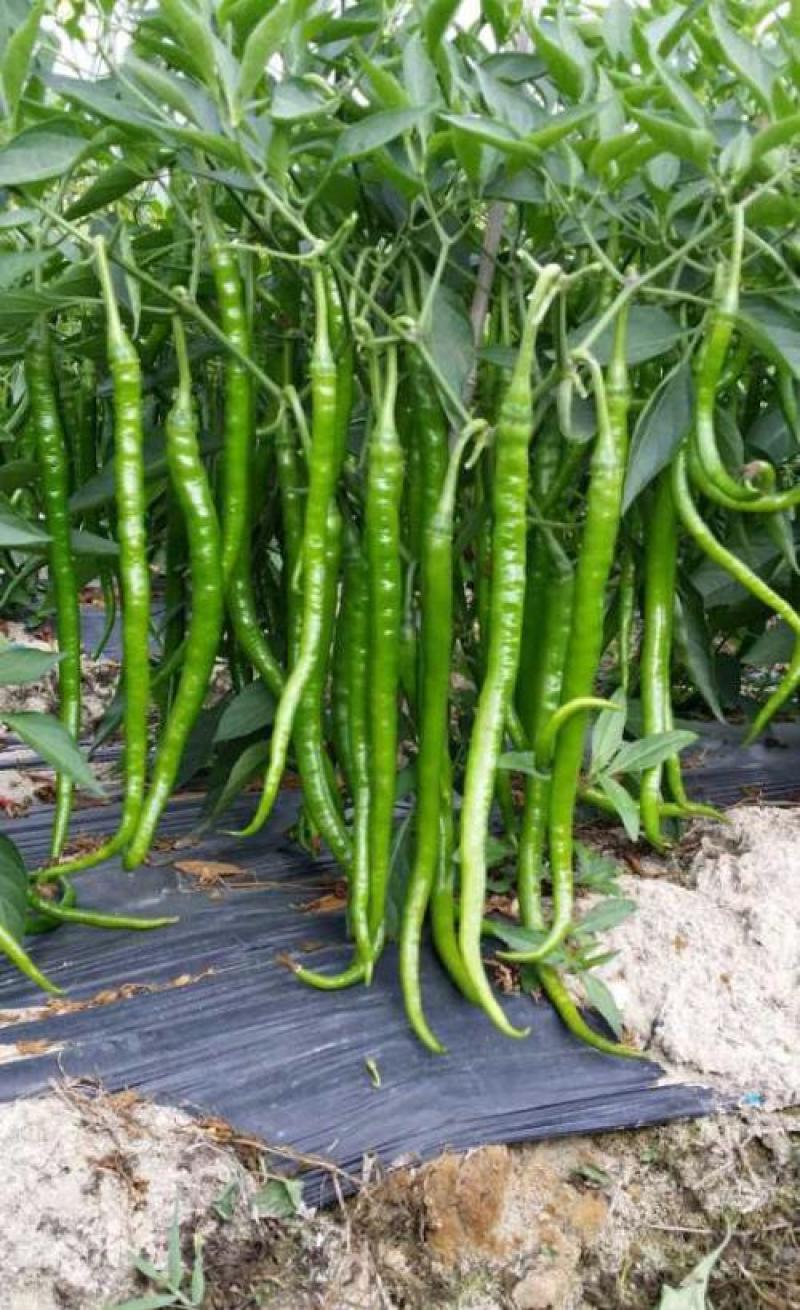 农家自种二荆条线椒现摘新鲜蔬菜青椒薄皮青线椒辣椒泡椒，