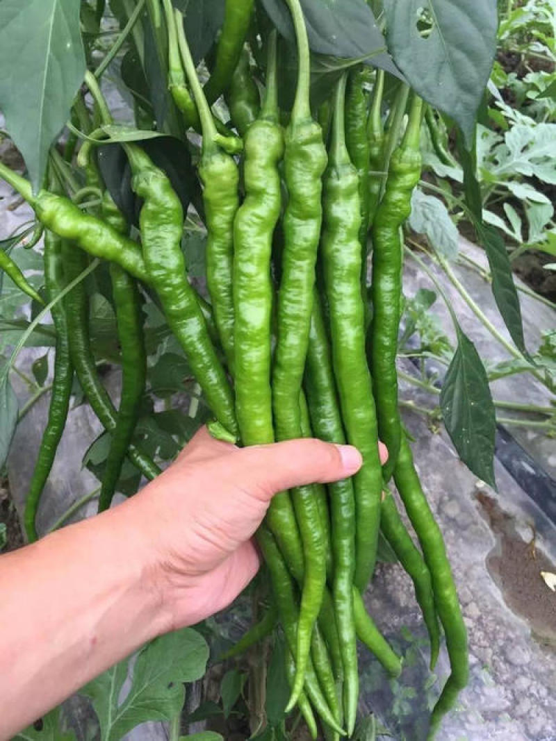 农家自种二荆条线椒现摘新鲜蔬菜青椒薄皮青线椒辣椒泡椒，
