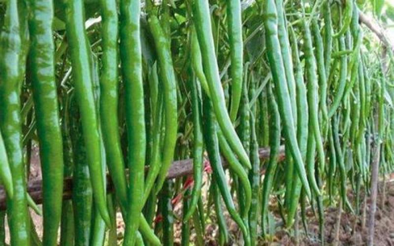 农家自种二荆条线椒现摘新鲜蔬菜青椒薄皮青线椒辣椒泡椒，
