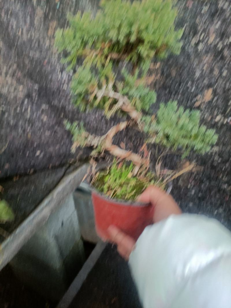 精品老盆口地柏盆景盆栽老兵苗木专卖