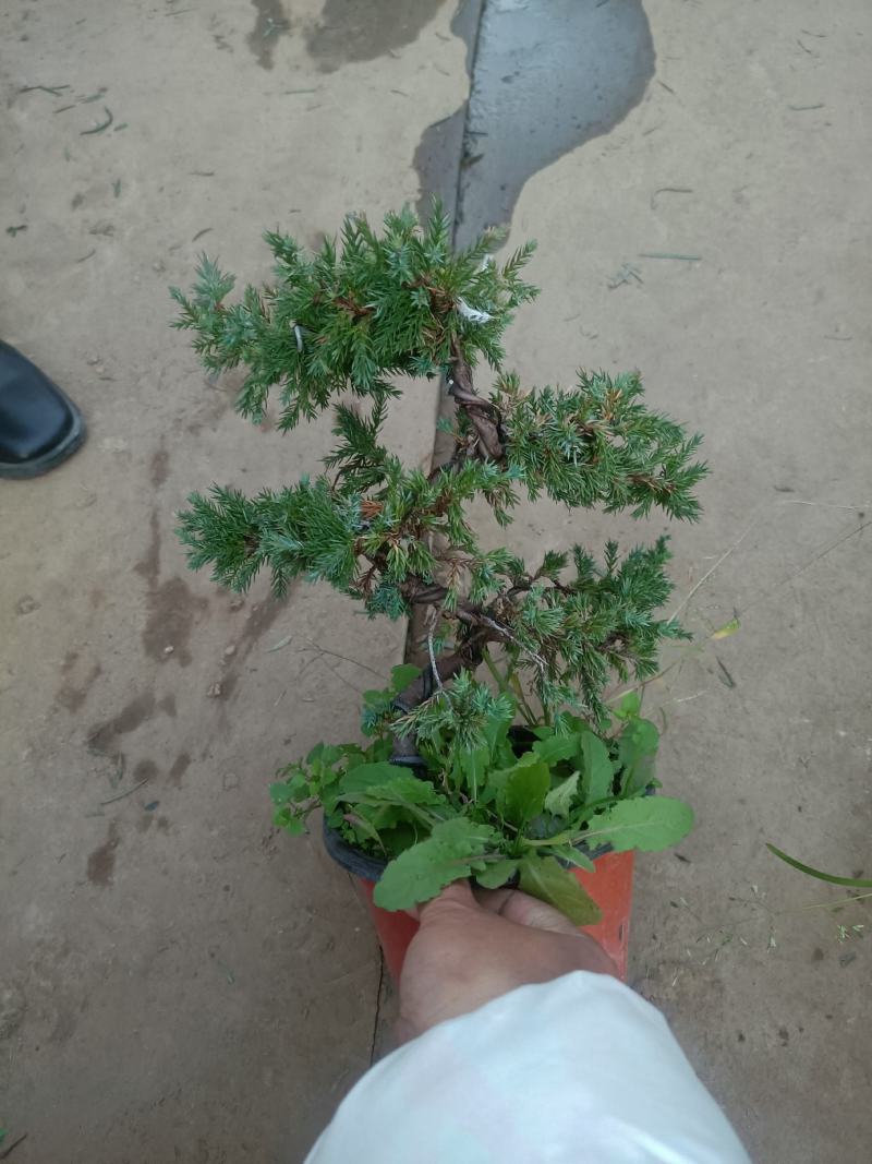 精品老盆口地柏盆景盆栽老兵苗木专卖