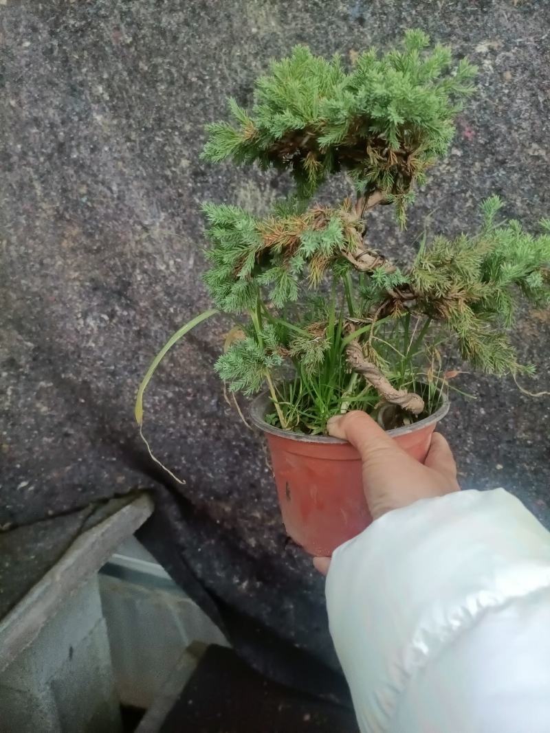精品老盆口地柏盆景盆栽老兵苗木专卖