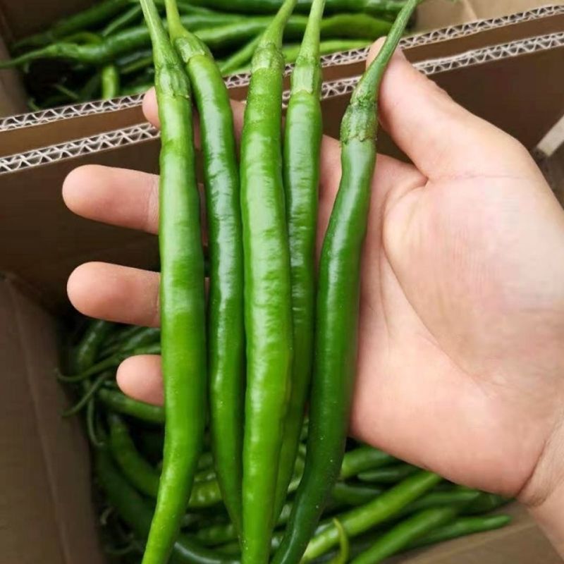 诚研洛椒条椒3号线椒辣椒种孑籽子大果早中熟翠绿