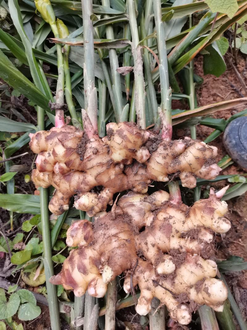 广西大肉姜姜种大量供应