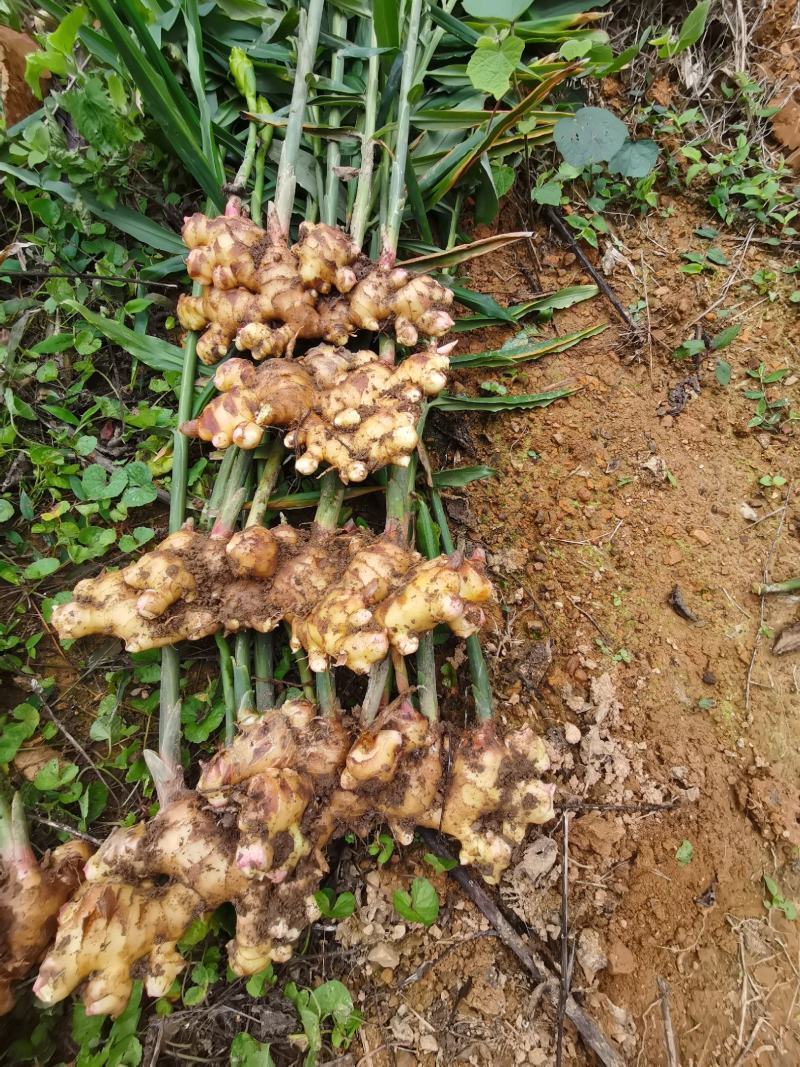 广西大肉姜姜种大量供应