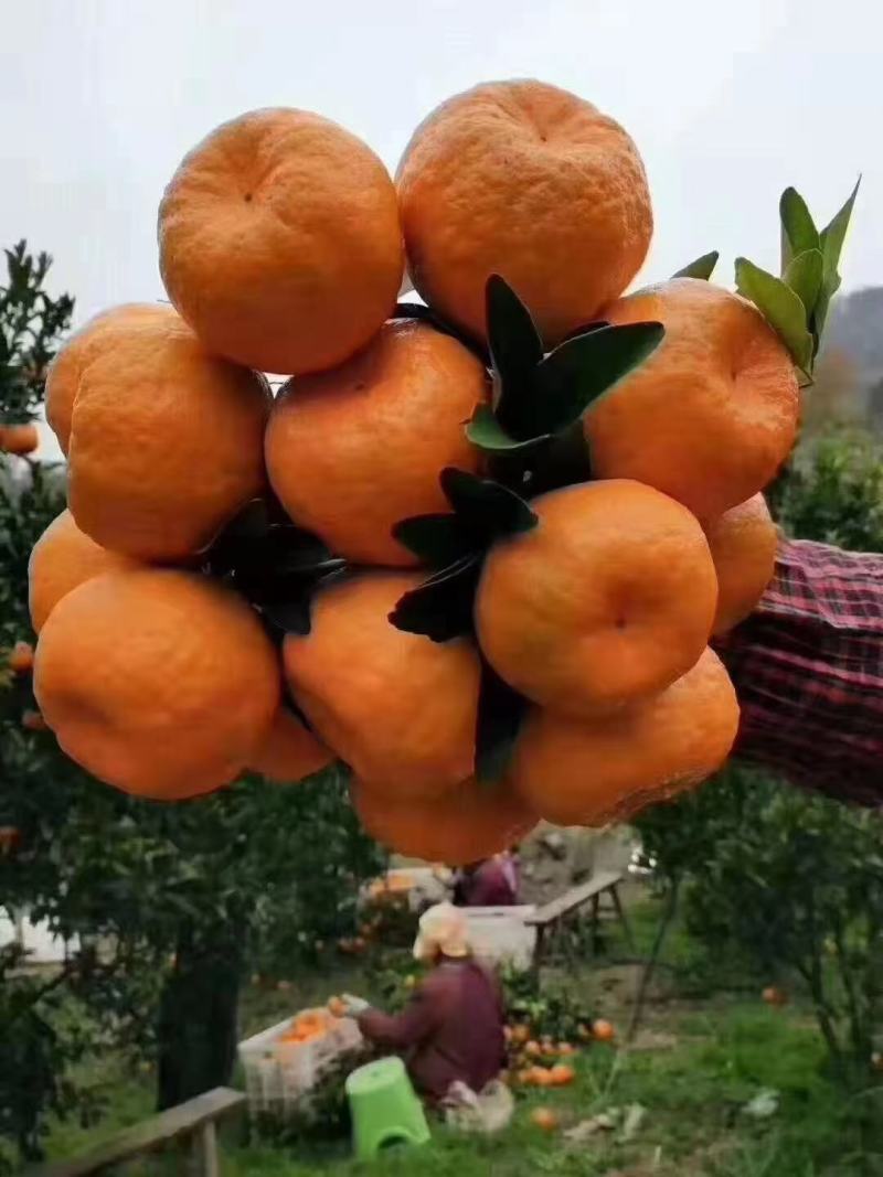 椪柑又名芦柑，水分足，口感甜，一手货源，品质保证，