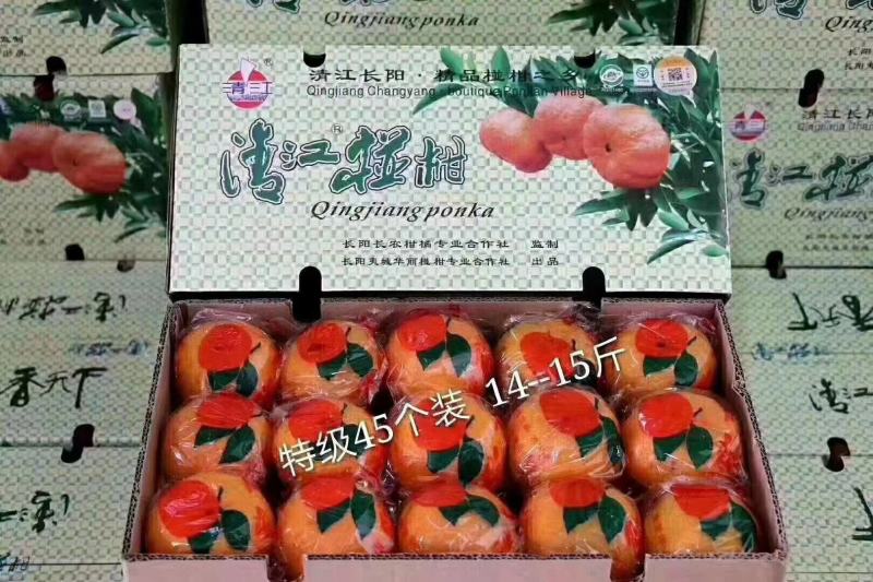 椪柑又名芦柑，水分足，口感甜，一手货源，品质保证，