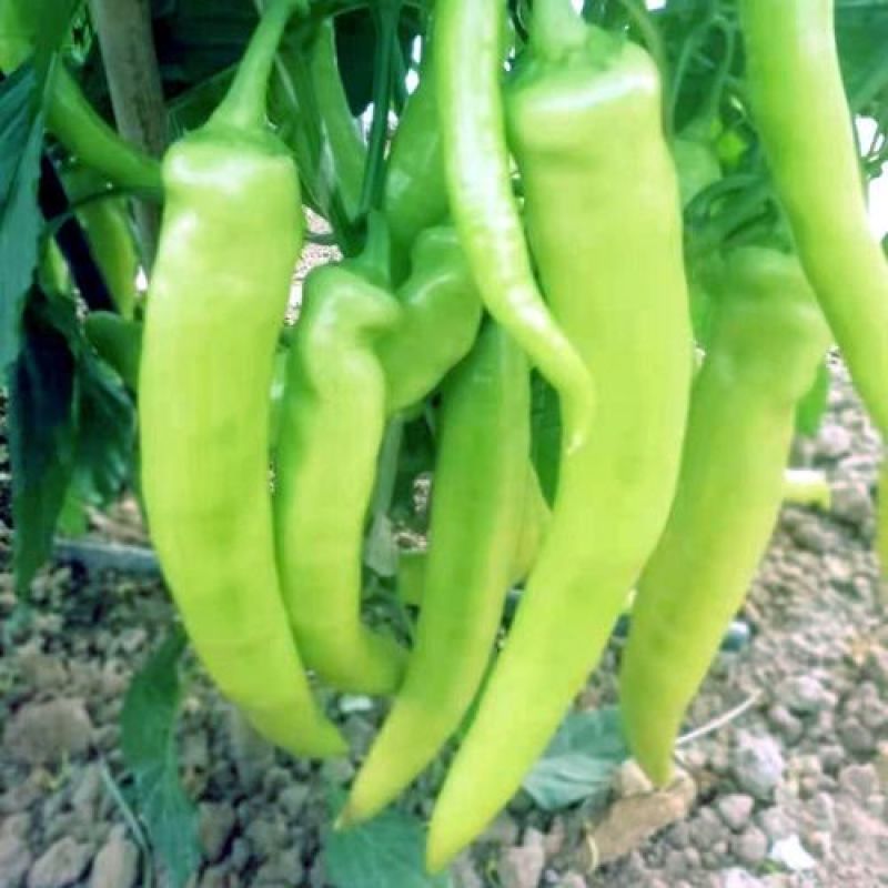 诚研洛椒98A薄皮微皱辣椒种孑子籽绿色长灯笼型皮薄微辣