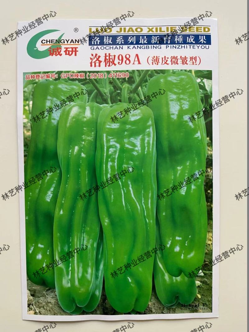 诚研洛椒98A薄皮微皱辣椒种孑子籽绿色长灯笼型皮薄微辣