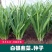 791雪韭种子四季不休眠农家盆栽宽叶种籽大叶蔬菜种孑
