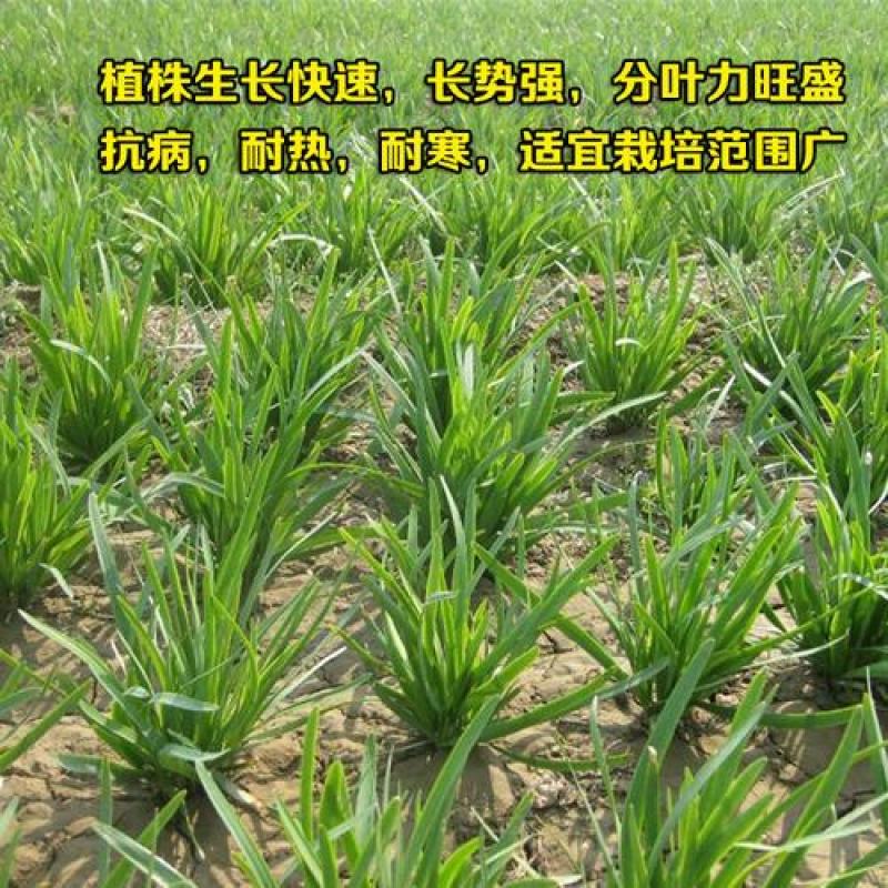791雪韭种子四季不休眠农家盆栽宽叶种籽大叶蔬菜种孑