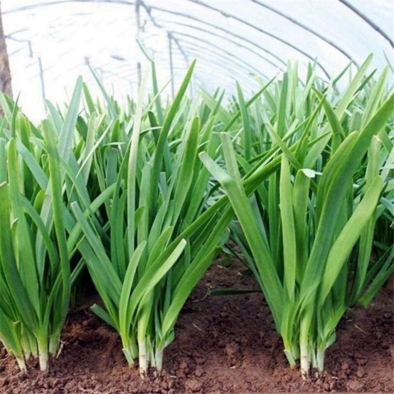 韭菜王白根种子韭菜独根大棚小拱棚用韭菜籽高产优质韭菜种