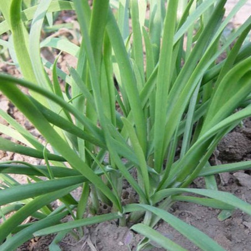 韭菜王白根种子韭菜独根大棚小拱棚用韭菜籽高产优质韭菜种