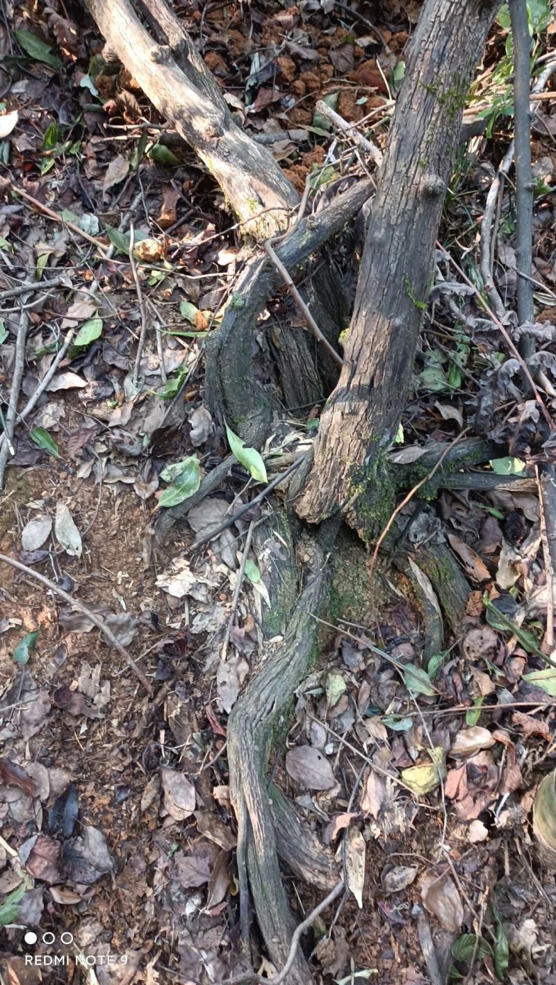 江西深山野生中药材铁包金，纯根鲜货量大从优，可发往全国，