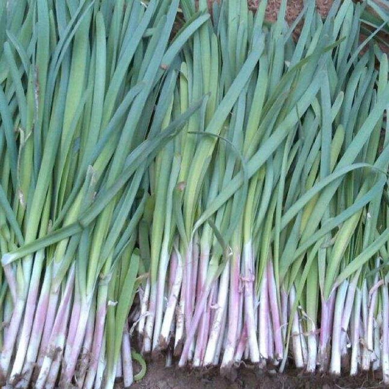 紫根韭菜种子老品种红根韭菜籽阳台菜园春秋冬四季播种蔬菜籽