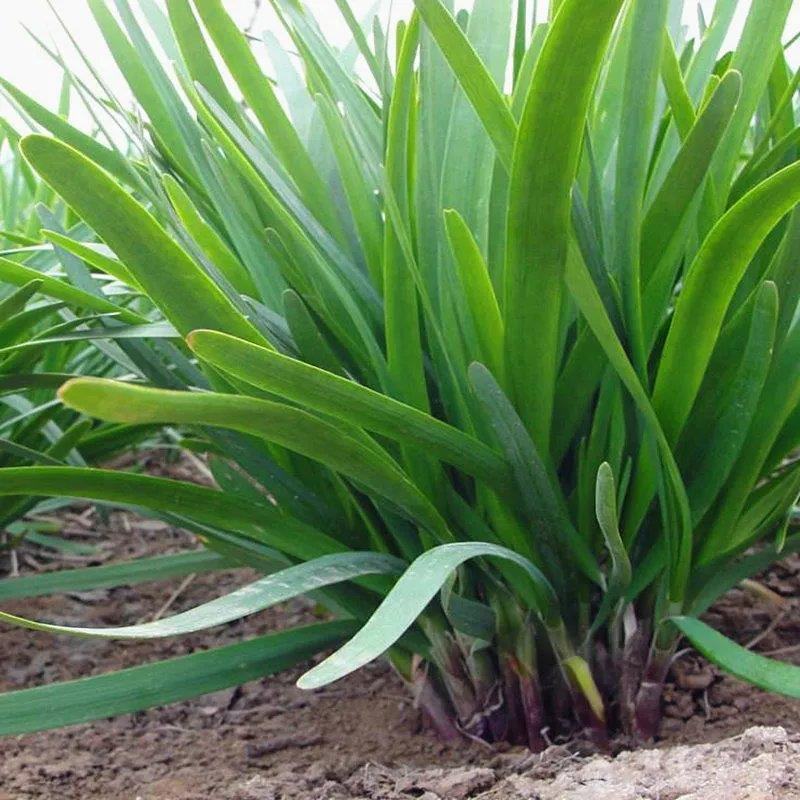 紫根韭菜种子老品种红根韭菜籽阳台菜园春秋冬四季播种蔬菜籽