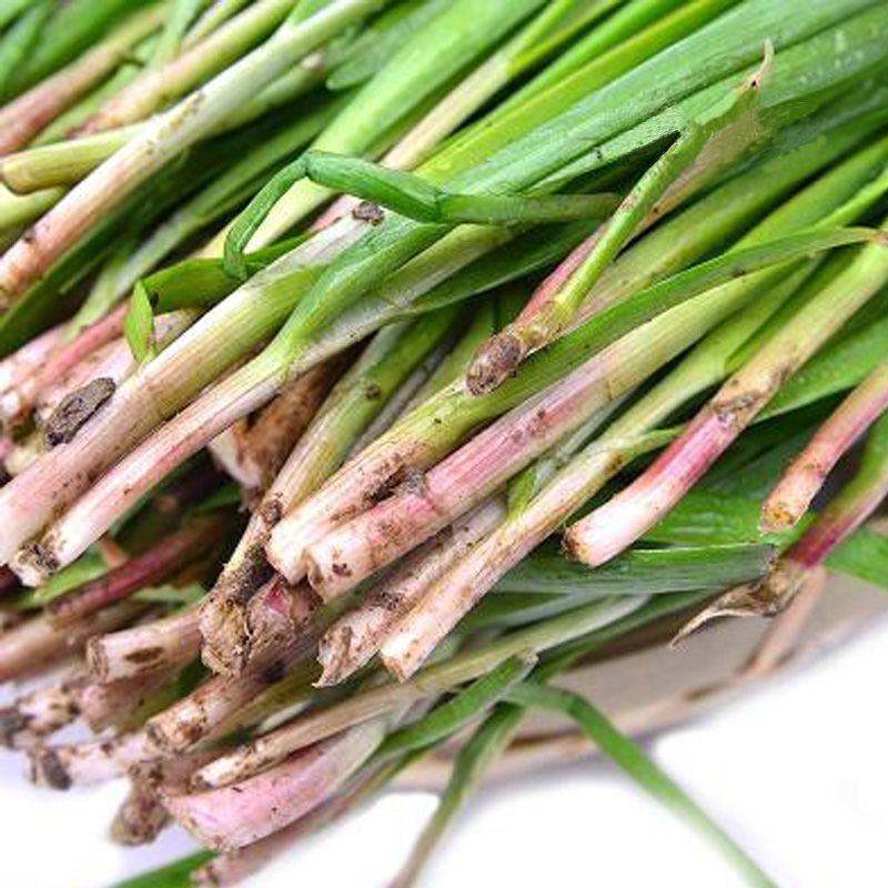 紫根韭菜种子老品种红根韭菜籽阳台菜园春秋冬四季播种蔬菜籽